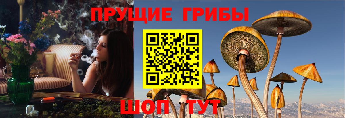 Псилоцибиновые грибы мицелий Чехов